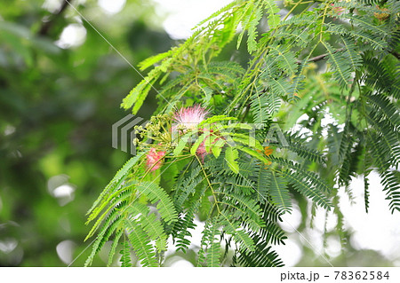 ねむの木の花 ねむの木の花 78362584