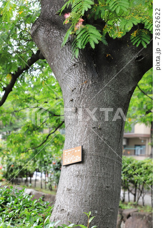 ねむの木の幹と木肌 78362622