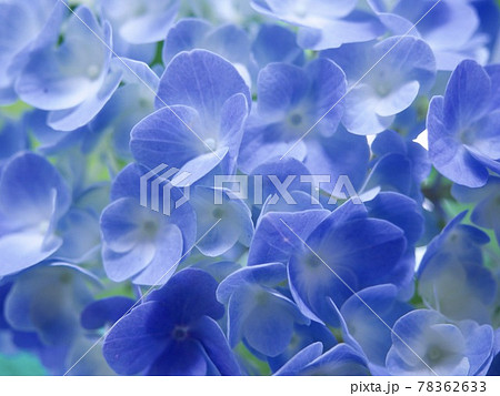 紫陽花 アジサイ 青い花 綺麗な花 Hydrangea Blue Flowerの写真素材