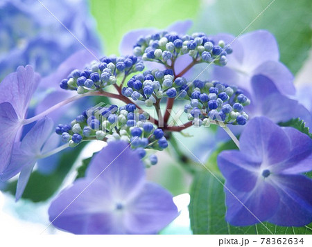 紫陽花 アジサイ 青い花 綺麗な花 アジサイの蕾 Hydrangea つぼみの写真素材