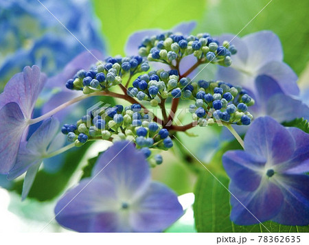 紫陽花 アジサイ 青い花 綺麗な花 アジサイの蕾 Hydrangea Hydrangeaの写真素材