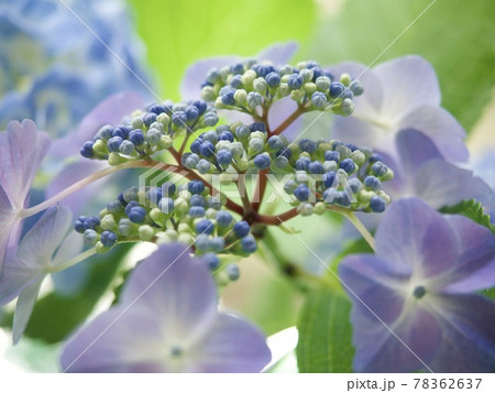 紫陽花 アジサイ 青い花 綺麗な花 アジサイの蕾 Hydrangeaの写真素材