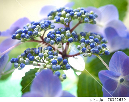 紫陽花 アジサイ 青い花 綺麗な花 アジサイの蕾 Hydrangeaの写真素材