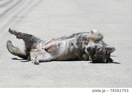 The small gray dog is action sleep on cement floor 78362703