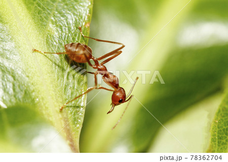 Close up red ant on green leaf in nature at thailand Close up red ant on green leaf in nature at thailand 78362704