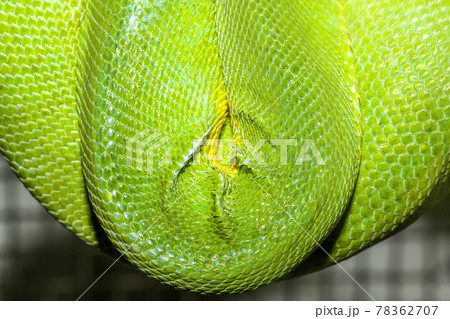 close up green snake skin close up green snake skin 78362707