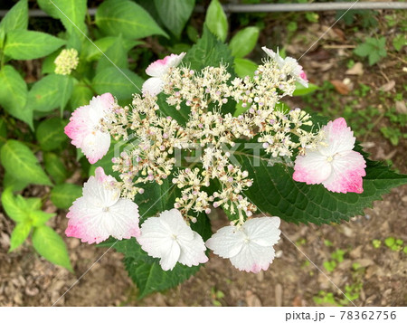 ガクアジサイ 78362756