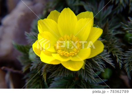 福寿草 フクジュソウ 福寿草 フクジュソウ 78362789
