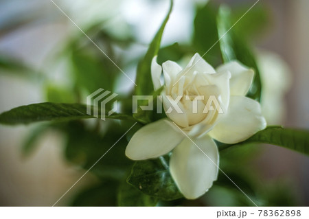 ジャスミンの香りがつるクチナシの花 78362898