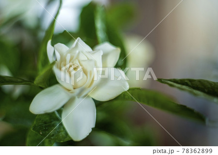 ジャスミンの香りがつるクチナシの花 ジャスミンの香りがつるクチナシの花 78362899