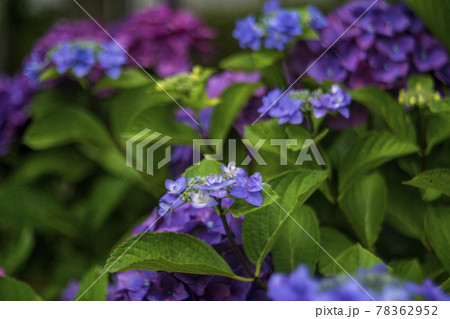 梅雨の晴れ間にさく紫陽花の花 78362952