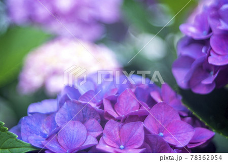 梅雨の晴れ間にさく紫陽花の花 78362954
