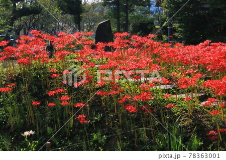 彼岸花咲く寺 78363001