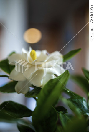 ジャスミンの香り漂うクチナシの花 ジャスミンの香り漂うクチナシの花 78363055
