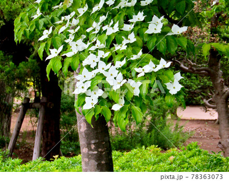 植物、ヤマボウシの花 植物、ヤマボウシの花 78363073