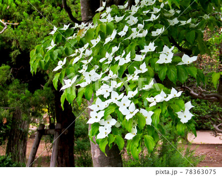 植物、ヤマボウシの花 植物、ヤマボウシの花 78363075
