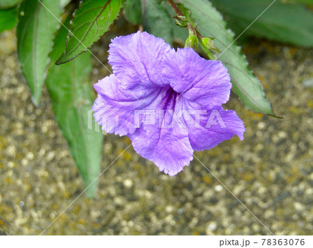 植物、ムラサキルエリアの花 植物、ムラサキルエリアの花 78363076