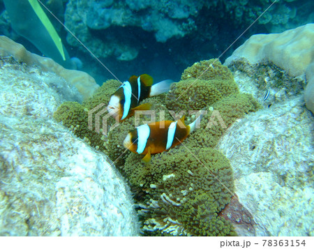 グレート バリア リーフはオーストラリアのクイーンズランド沖にあり世界最大のサンゴ礁地帯です グレート バリア リーフはオーストラリアのクイーンズランド沖にあり世界最大のサンゴ礁地帯です 78363154