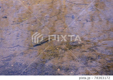 水中の淡水魚(上高地、梓川) 撮影場所:長野県(上高地) 水中の淡水魚(上高地、梓川) 撮影場所:長野県(上高地) 78363172