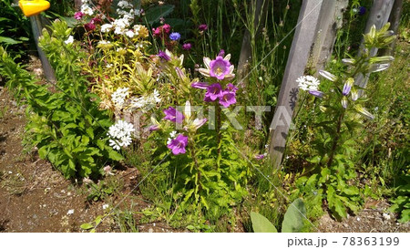 釣り鐘層草とも言うカンパニュラの紫色の花の写真素材
