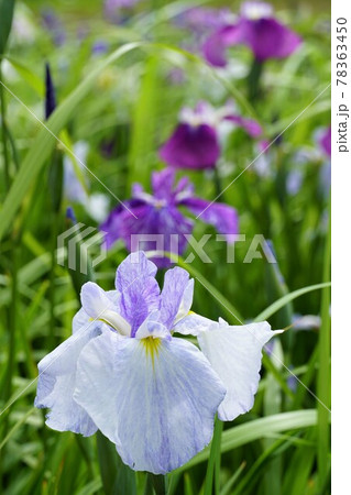 初夏　満開の千葉県水郷佐原あやめパークに咲く白色の花しょうぶ　アップ・イメージ 78363450