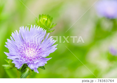庭に咲くスケトシアの花 庭に咲くスケトシアの花 78363764