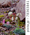 白馬五竜植物園に咲く白花のコマクサ 78363841