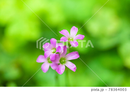 ムラサキカタバミの花の写真素材