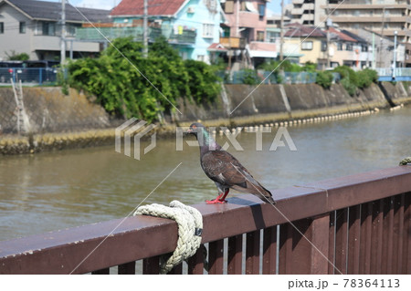 平作川(神奈川県横須賀市) 平作川(神奈川県横須賀市) 78364113