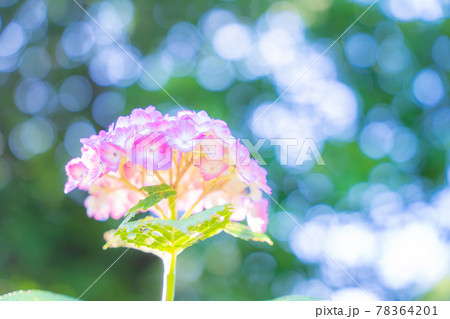 紫陽花 78364201