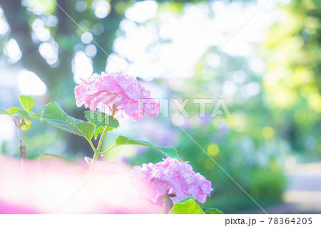 紫陽花 紫陽花 78364205