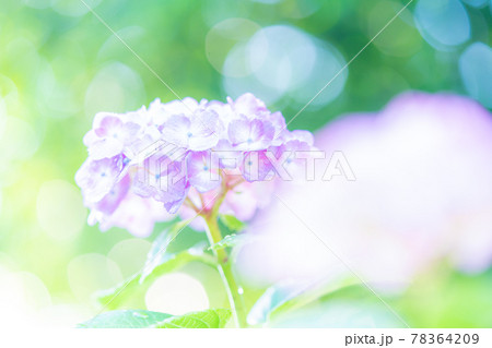 紫陽花 78364209