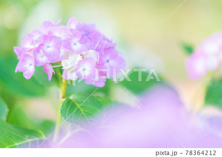 紫陽花 78364212