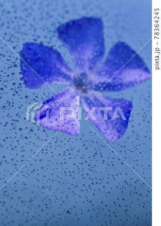 水槽の中の一輪の花 水槽の中の一輪の花 78364245
