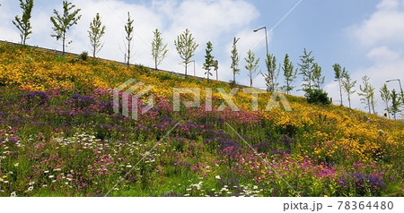 Scenery of wildflower flowers on the hill next to Coffee Shop in Anyang-si 78364480