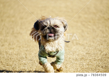 楽しそうに向かってくる犬 楽しそうに向かってくる犬 78364509