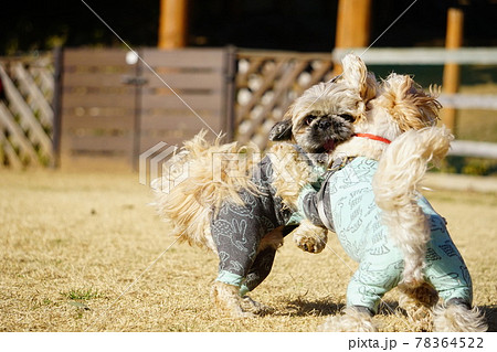 2匹でじゃれて遊ぶ犬 2匹でじゃれて遊ぶ犬 78364522