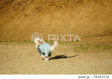 走る犬の斜め後ろからの姿 78364538