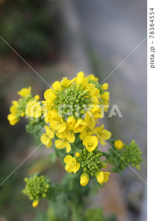 菜の花 咲き始め 黄色 菜の花 咲き始め 黄色 78364554