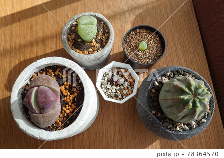 アフリカ原産の多肉植物 アフリカ原産の多肉植物 78364570