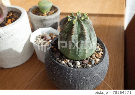 ユーフォルビア オベサ 78364571