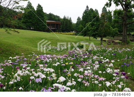 於大公園 花しょうぶ 於大公園 花しょうぶ 78364640