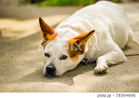 雑種犬 雑種犬 78364666