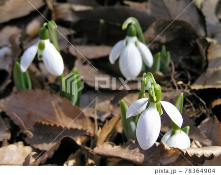 スノードロップ スノードロップ 78364904