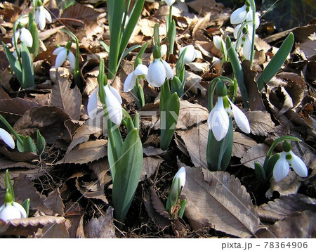 スノードロップ 78364906