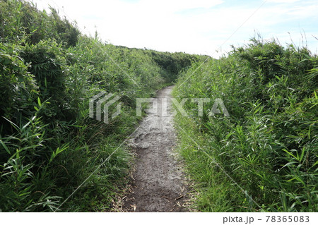 城ケ島の海岸道(神奈川県三浦市) 城ケ島の海岸道(神奈川県三浦市) 78365083