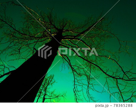 異彩・冬のシルエット2・モミジバフウ 78365288