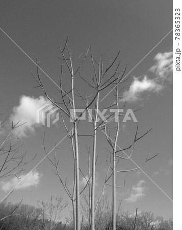 冬空にニワウルシ 78365323