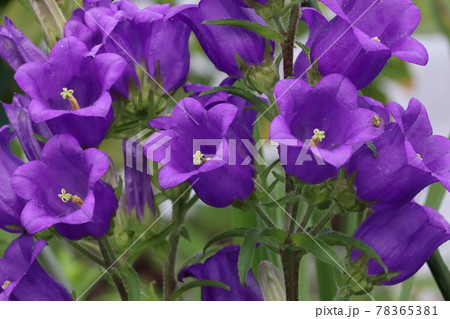 カンパニュラの花 78365381
