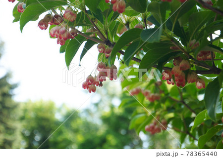 ピンクの花のドウダンツツジと玉ボケの背景 サラサドウダンの写真素材